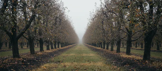Rows of mature apple trees receding into mist in a Southwest Washington orchard.